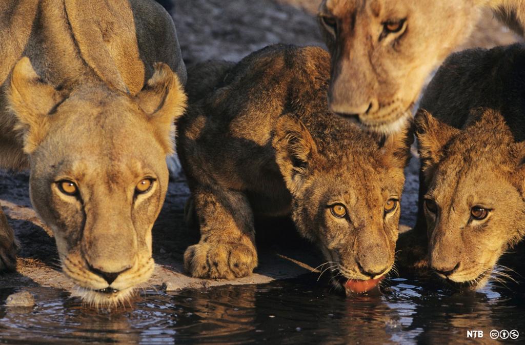 Photo: We see a pride of lions drinking water. They are facing the camera. 