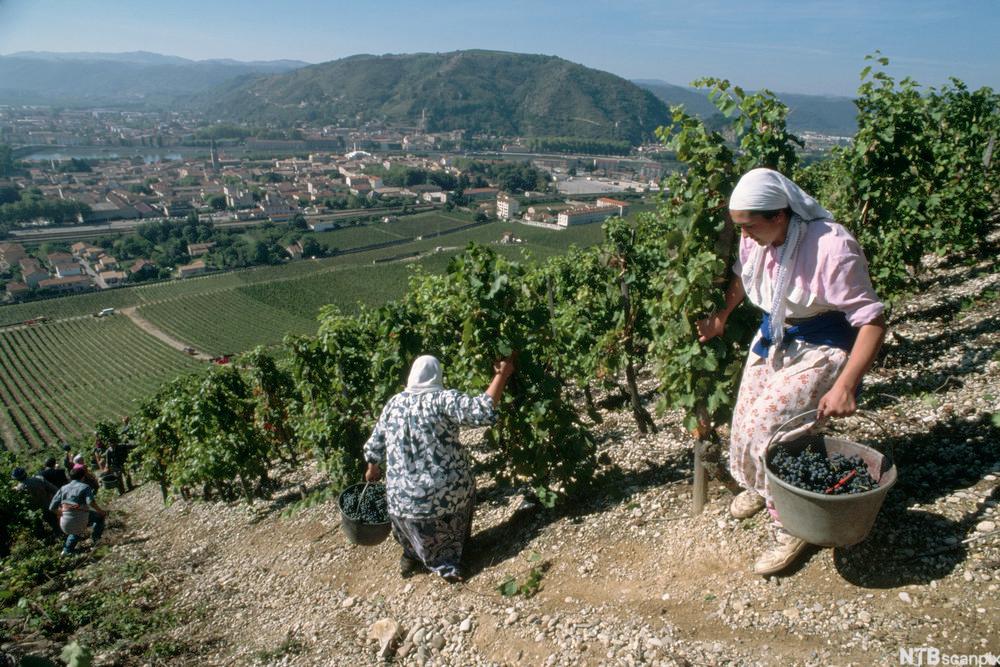 Høsting av vindruer på Paul Jaboulet Aine vingård i Rhônedalen. Foto.