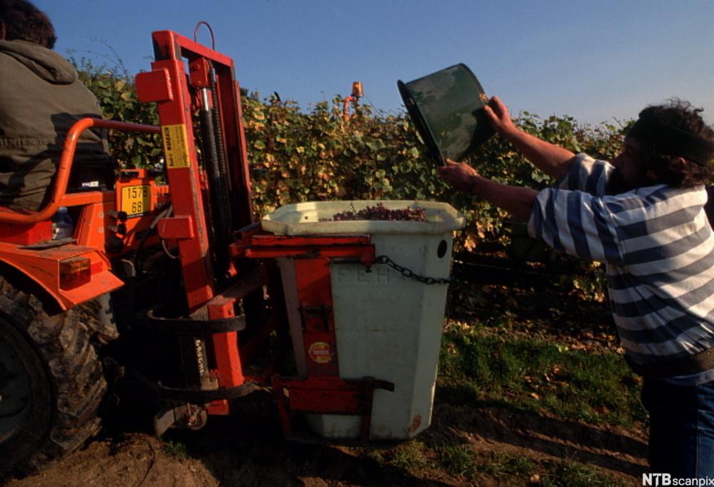 Hausting av druer der ein mann tømmer druene i ein stor behaldar på ein traktor. Foto.