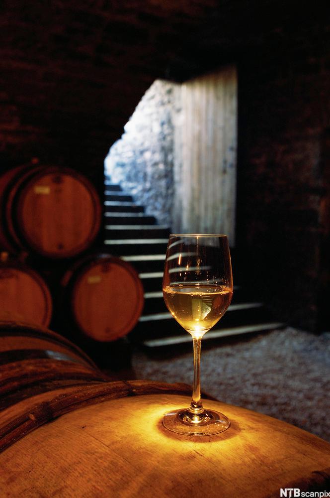 Et glass med chardonnay på en vintønne i kjelleren til et vinslott. Foto.