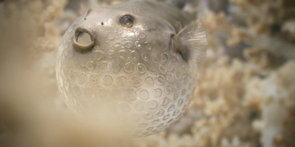 Utsnitt fra animasjonsfilmen "The Beauty". En data-animert, gjennomsiktig fisk som ser ut som den er laget av bobleplast.
