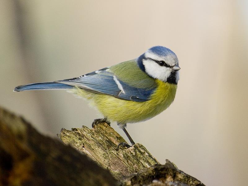 Liten fugl med blå hette på hodet og gult bryst. Foto.