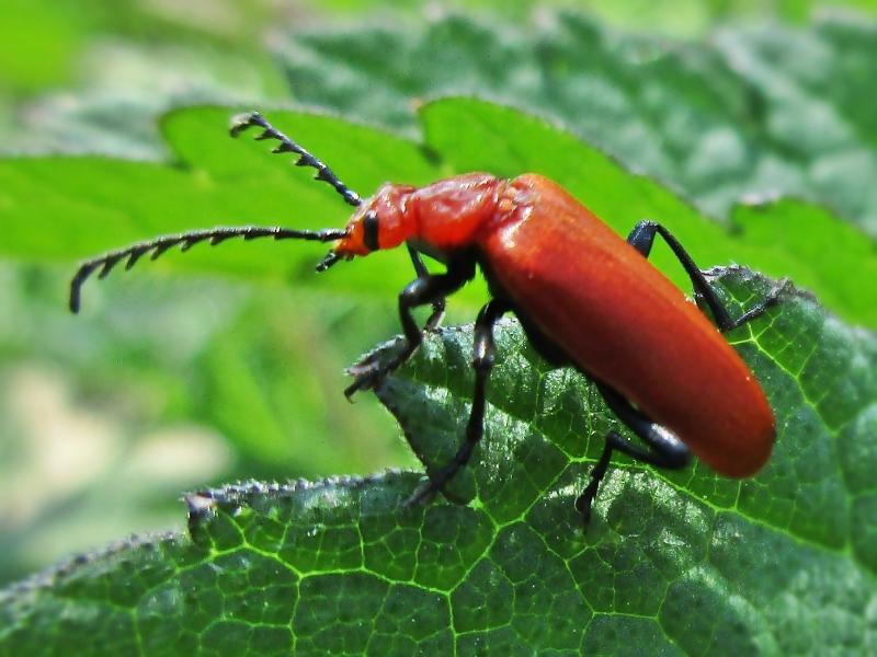 Rød bille som har lange antenner med forgreininger og sitter på et grønt blad. Foto.