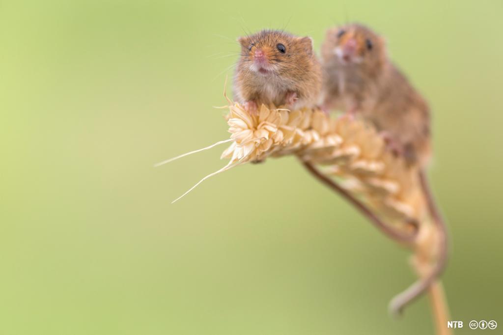 Photo: We see two small mice sitting on a stalk of wheat. 