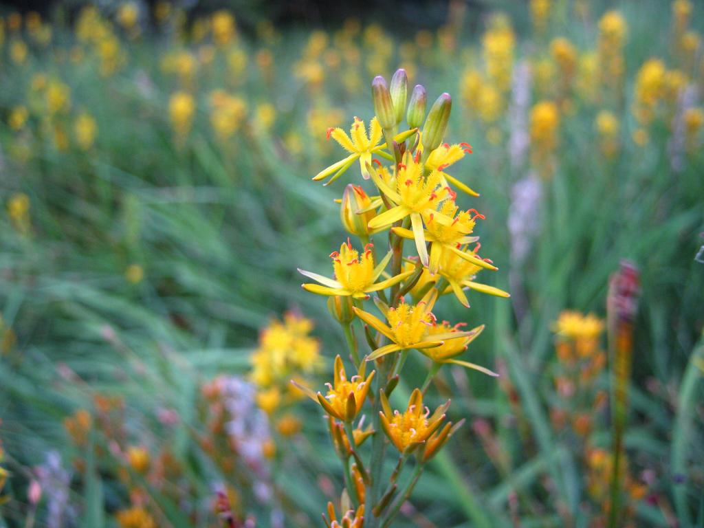 Blomsterstand med en klase av flere gule blomster. Foto.