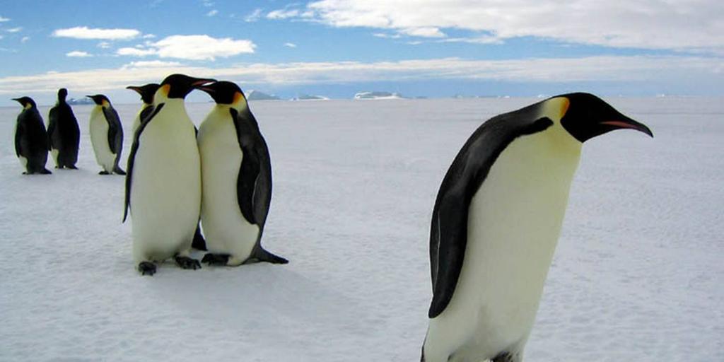 Utsnitt fra filmen "Pingvinenes marsj". Foto.