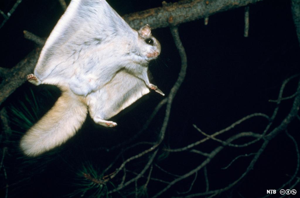 Ekorn med store hudfolder som danner vingelignende strukturer mellom for- og bakbein. Foto.