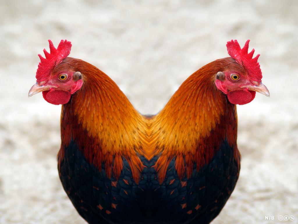 Bilde av en hane mot et speil. Dette skaper en illusjon av to haner. Foto. 