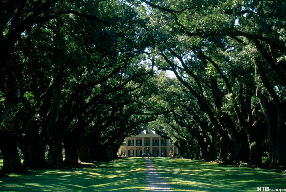 "Big solemn oaks grew close..."