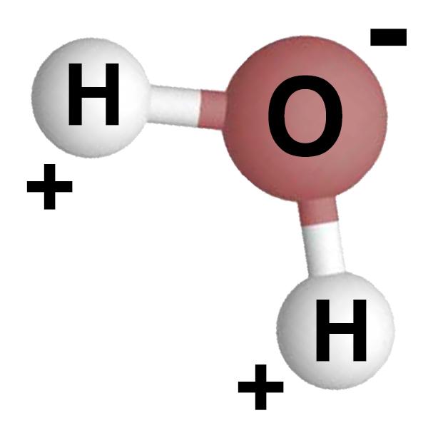Modell av vannmolekyl med ladninger: en negativ pol ved oksygenatomet, og en positiv pol ved hvert av hydrogenatomene. Illustrasjon.