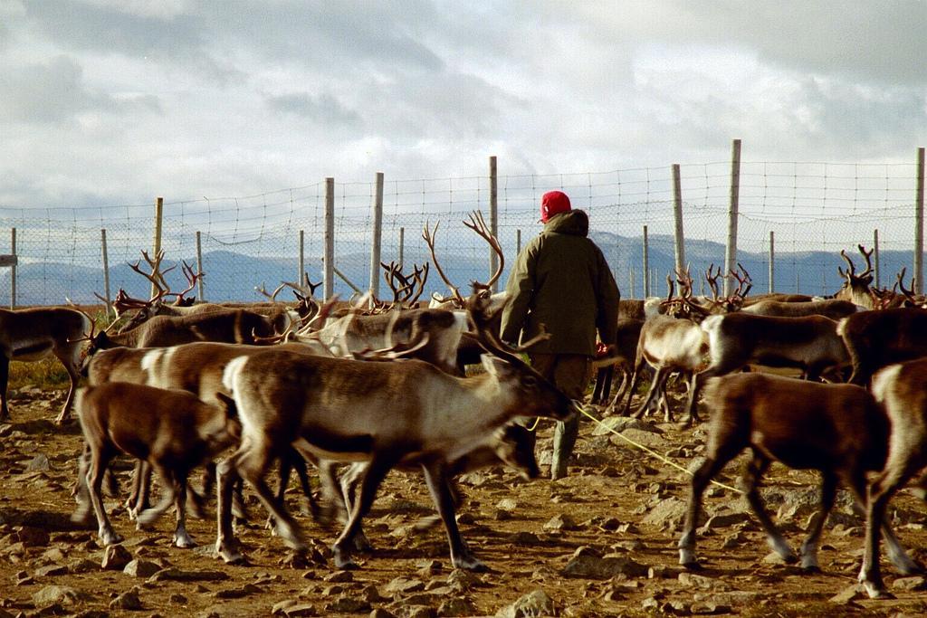 Reinsdyr som er bak et gjerde. Foto.