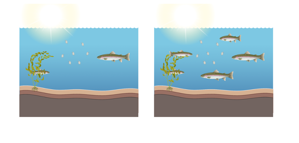 To tverrsnitt av samme innsjø. Begge innsjøene har sollys, en vannplante og dyreplankton. Den ene innsjøen har to fisker, mens den andre har fem. Illustrasjon.