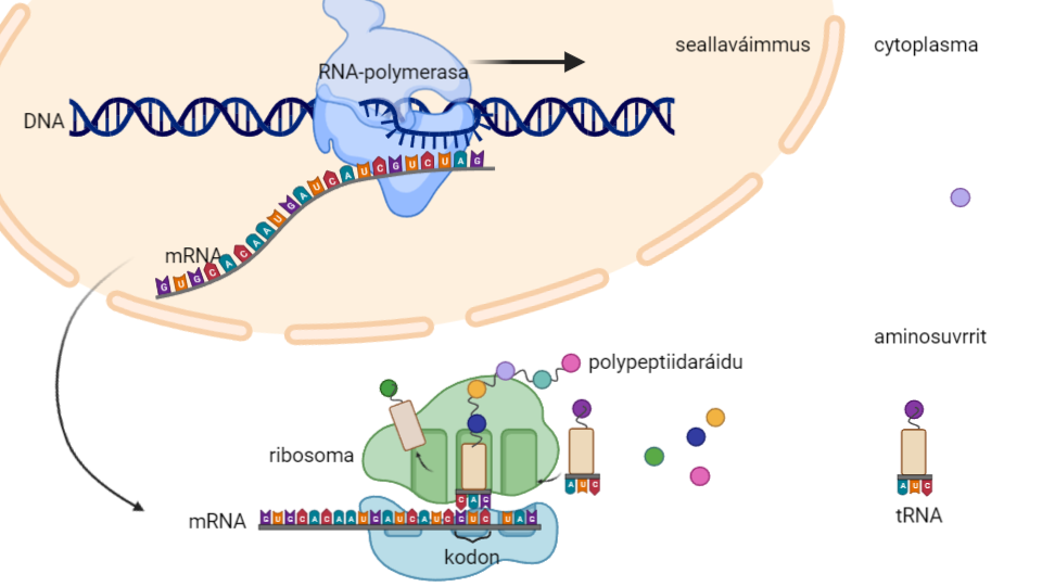 Go DNA jorgaluvvo mRNA:ii, de gohčodat dan transkripšuvdnan. Sihke mRNA ja tRNA sáddejuvvojit cytoplasmai ribosomaide. Illustrašuvdna. 