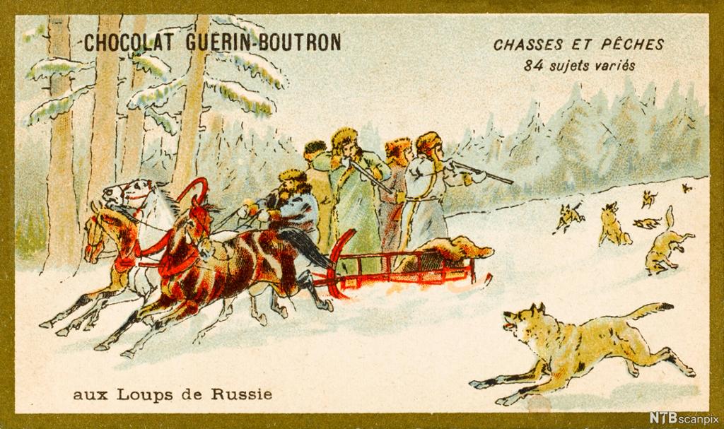Russiske jegere skyter på ulv fra slede. Illustrasjon.