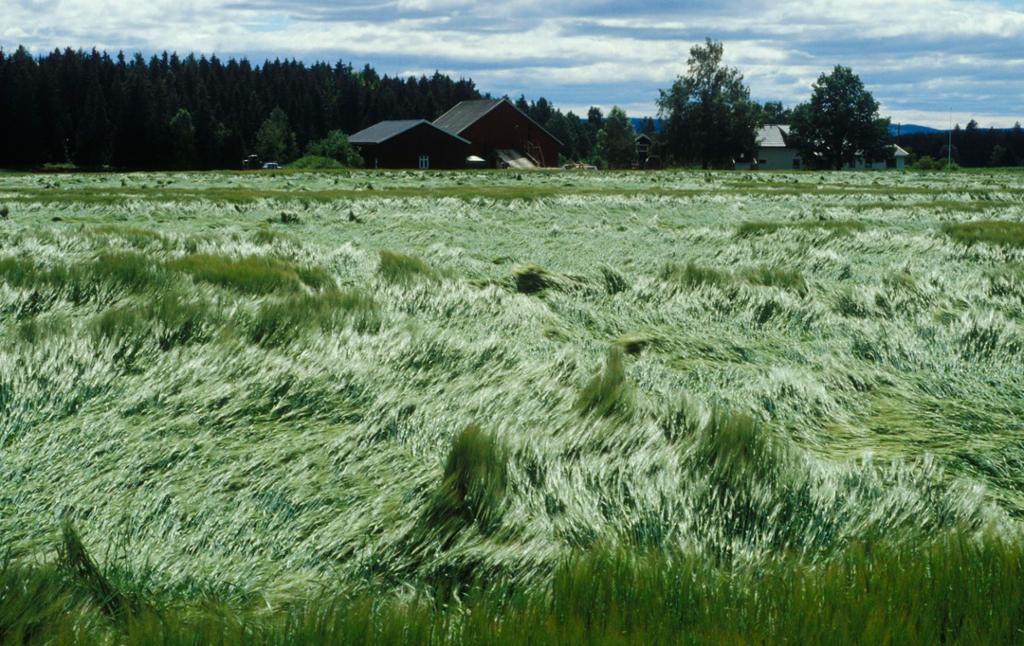 Åker med område der kornplantene har lagt seg ned mot bakken. Foto.