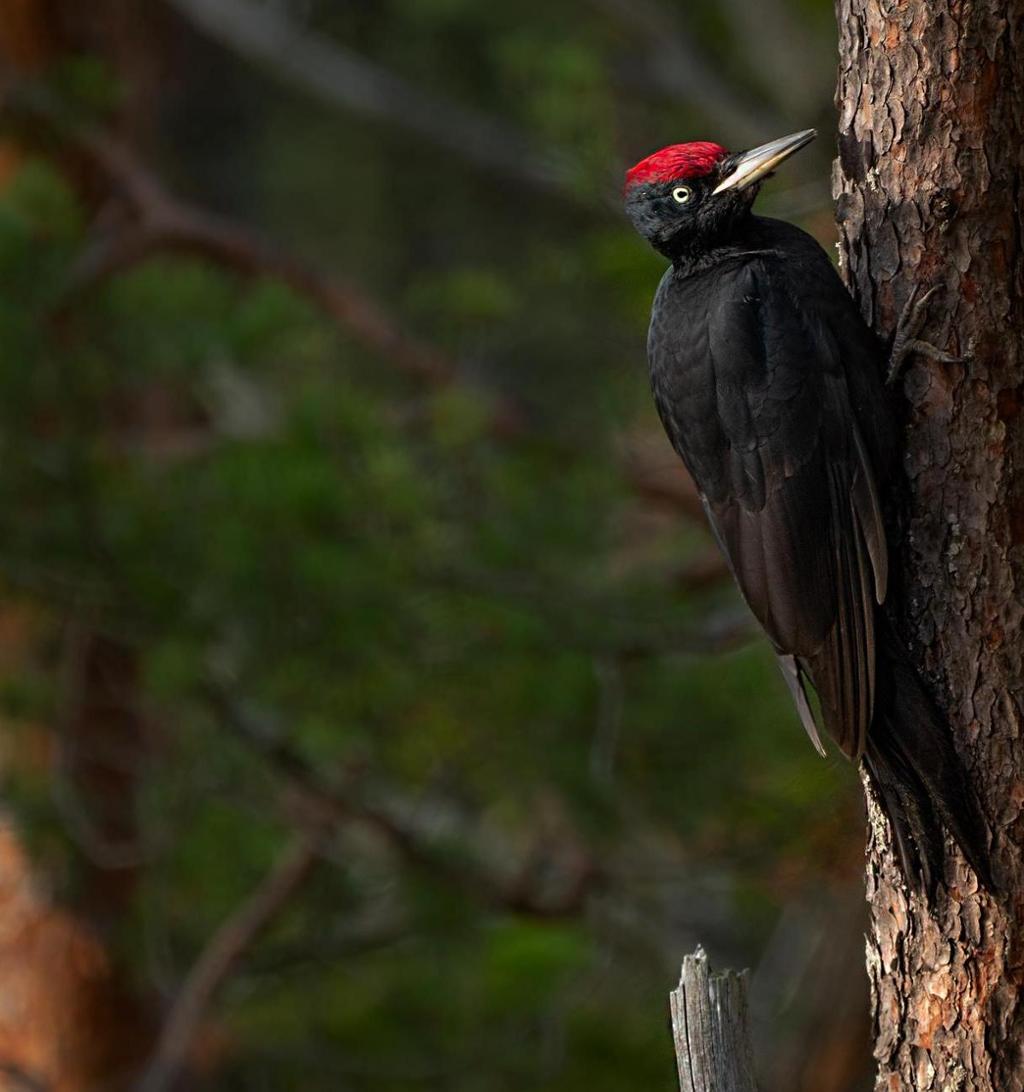 Ein svart fugl med raude fjører på toppen av hovudet sit på ein trestamme. Foto.