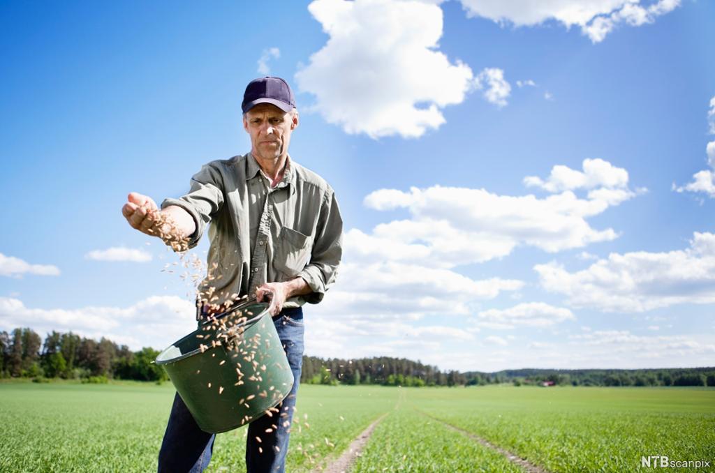 Mann med kaps sprer frø utover jorde. Foto.