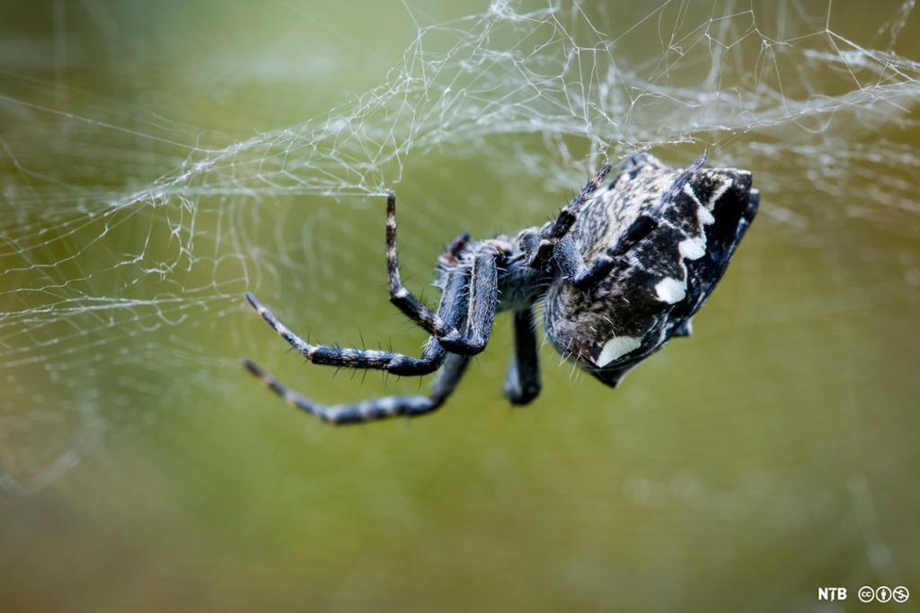 Photo: We see a large spider weaving a web. This is a tent spider. 