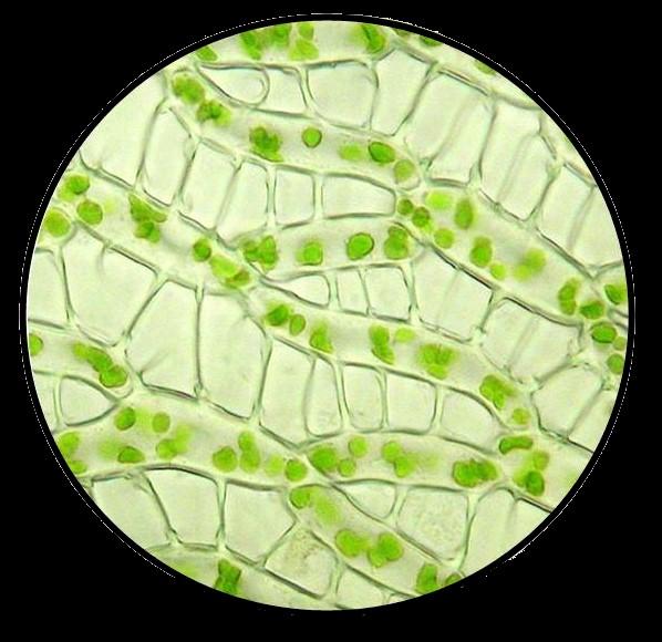 Celletyper i blad av torvmose. Foto.
