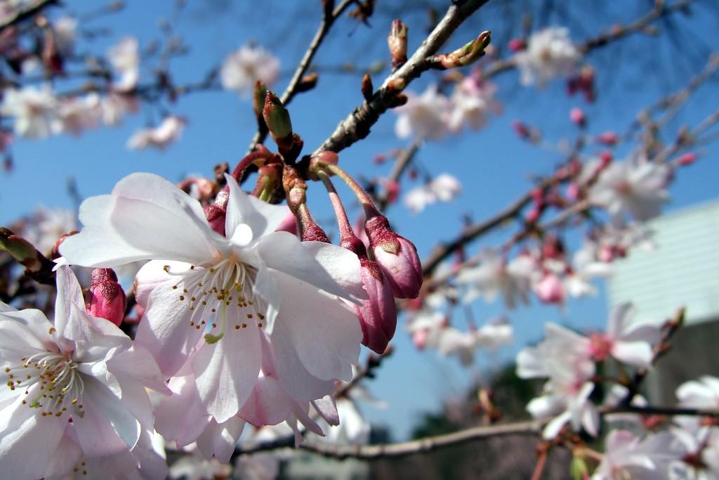 Spring colours