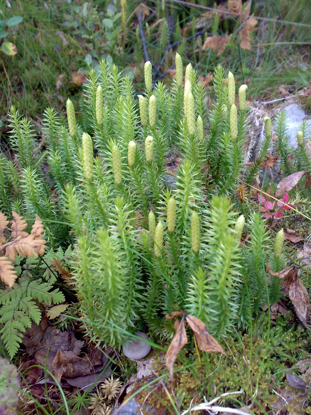 Kråkefotplanter. Foto.