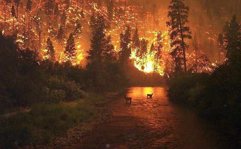Skog som brenner og to dyr står i elva. Foto.