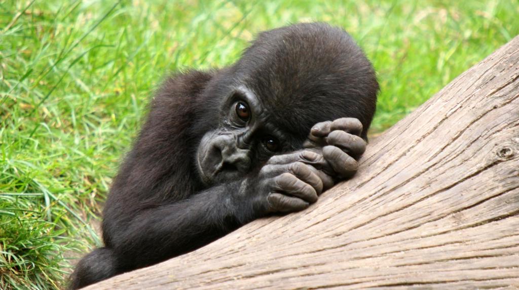 Ein gorillababy kviler seg på ein stamme og ser veldig tankefull ut. Foto.