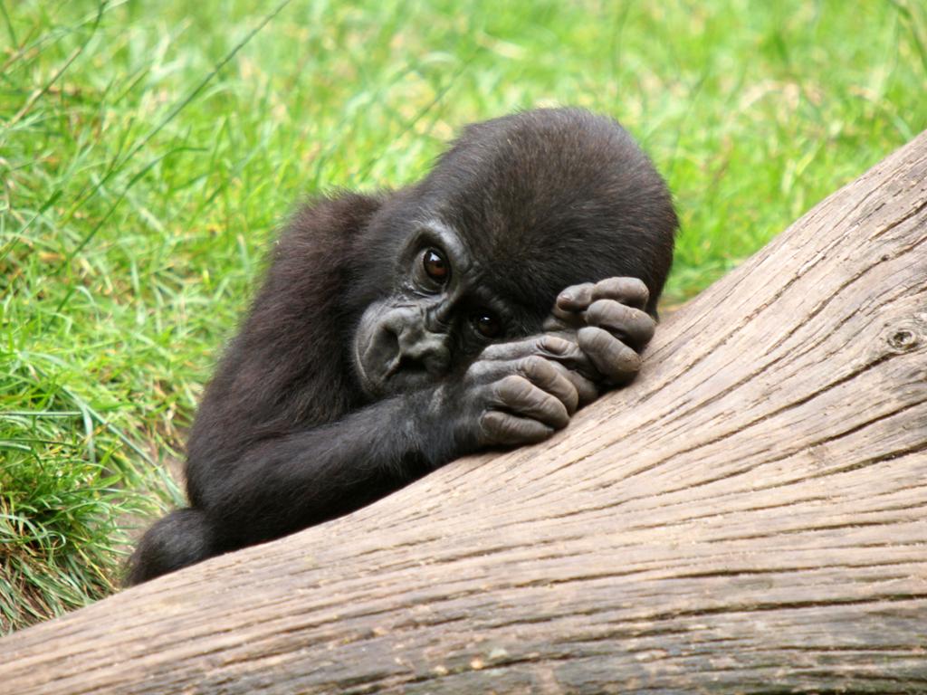 En gorilla-unge som hviler seg på en stamme og ser veldig tankefull ut. Foto.
