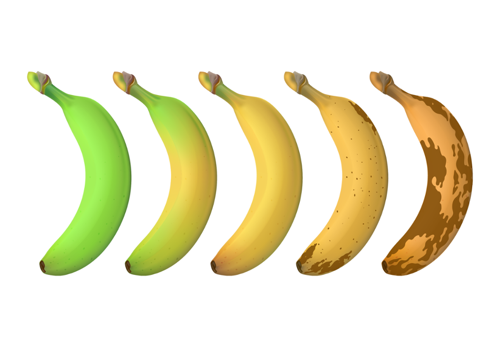 Bananaer i ulike modningsgrad. Illustrasjon.