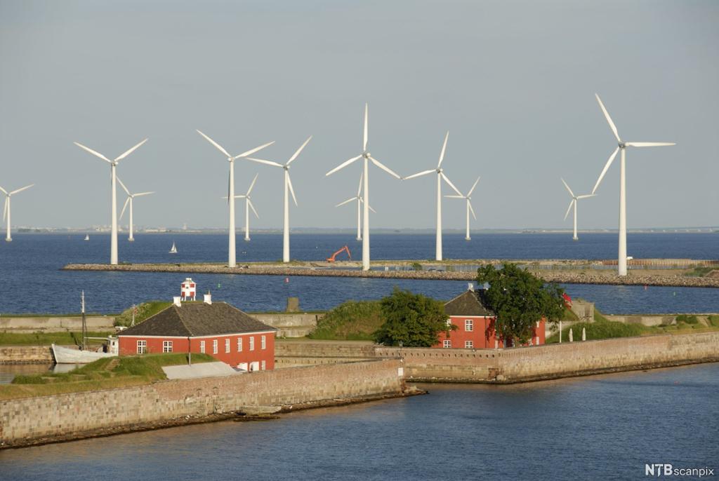 Mange vindturbiner i et klassisk flatt, dansk landskap. Foto.
