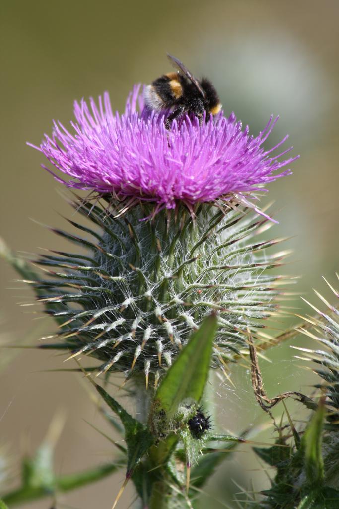 Thistle and Bee