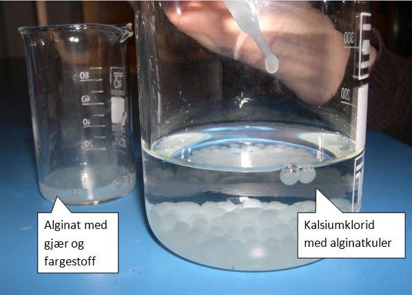 To begerglass. Det ene inneholder alginat med gjær og fargestoff, og det andre inneholder kalsiumklorid med alginatkuler. Foto.