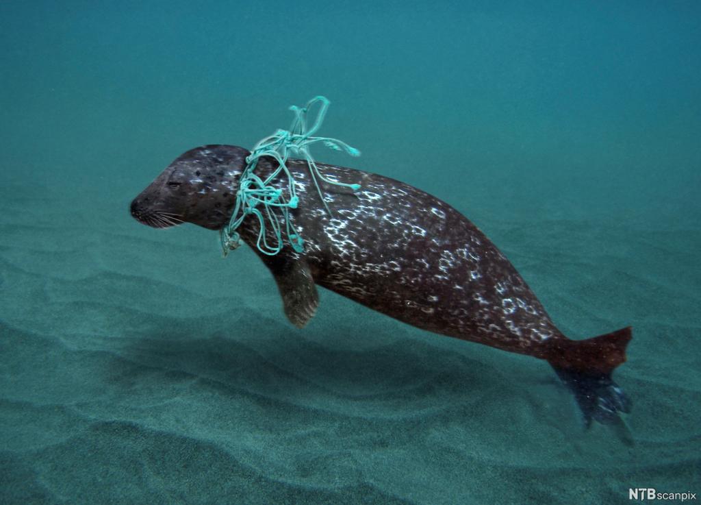 Harbor Seal entangled in fishing net. Photo.