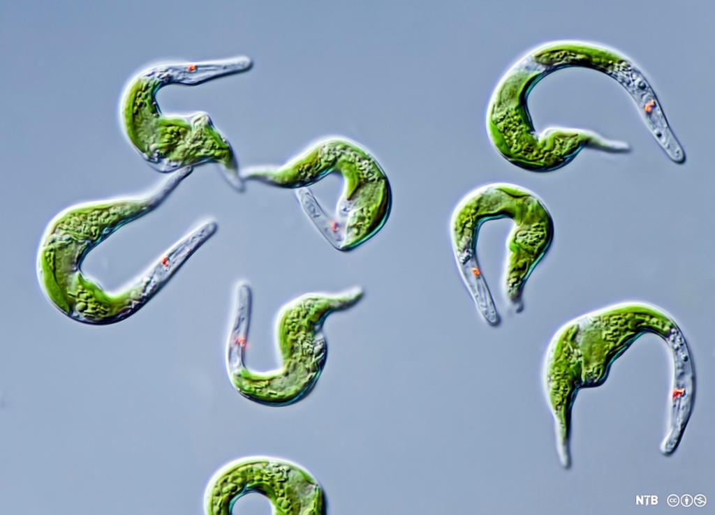 Grønne og slangeformede mikroorganismer på blå bakgrunn. Foto.