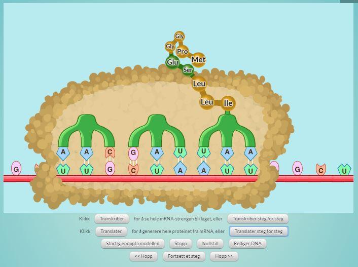 tRNA fester seg til mRNA i ribosomet. Illustrasjon.