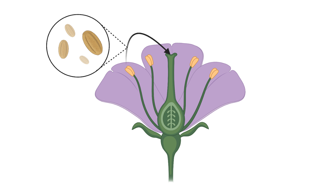 Blomst der pollen overføres fra pollenbærer til arr. Illustrasjon.