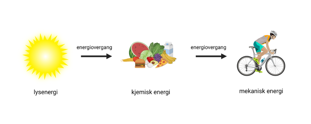 Energikjelder kopla saman med pilar til energikjede: lysenergi frå sola, kjemisk energi frå matvarer og mekanisk energi hos ein syklist. Illustrasjon.