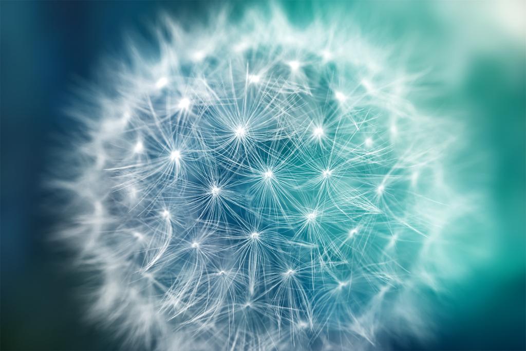 Dandelion seeds, background colour blue fading to light blue, the dandelion seeds glow.