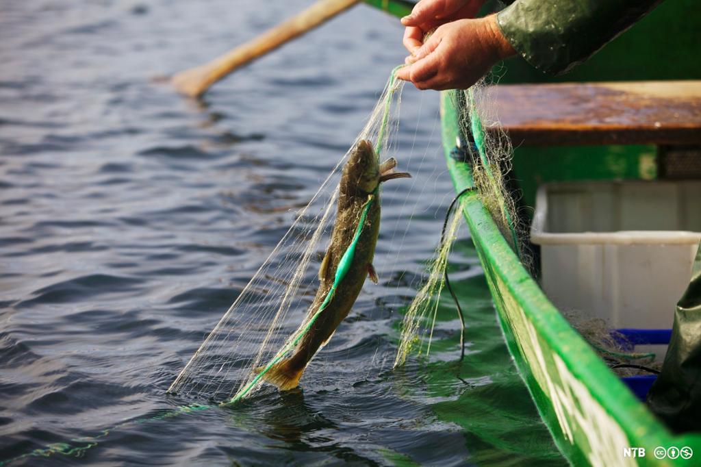 Garn med fisk blir trekt opp i grøn båt. Foto.