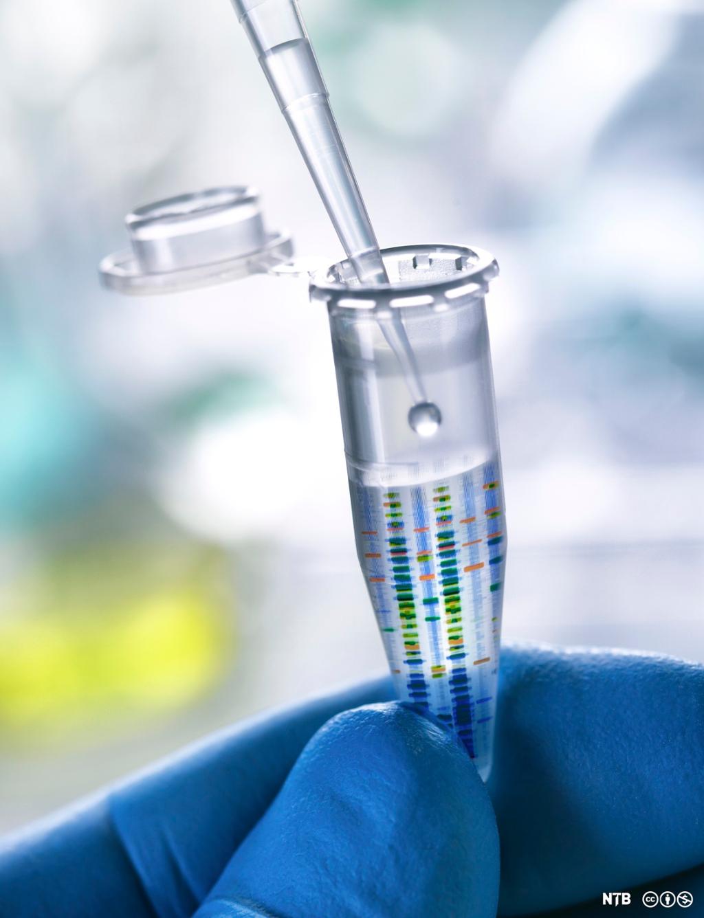 Pipettering av en dråpe ned i et eppendorfrør merket med en DNA-profil. Konseptuell illustrasjon av DNA-prøve. Foto. 