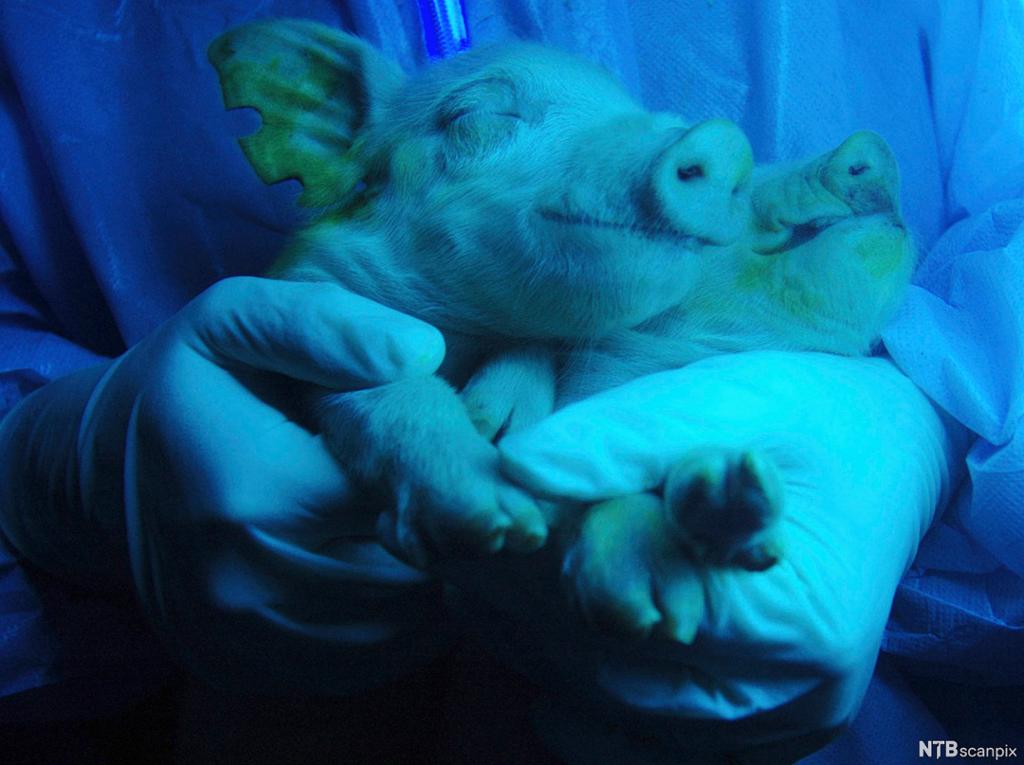 Fotografi av gris som lyser når den utsettes for UV-stråling