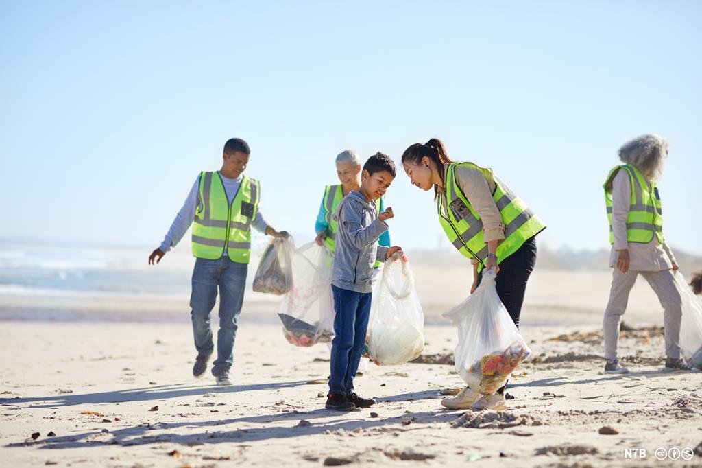 Fire voksne og ett barn rydder søppel på ei strand i solskinn. De voksne har refleksvester. De samler søppel i gjennomsiktige plastsekker. Foto.