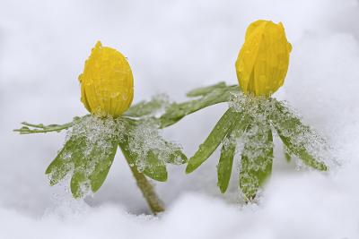 To gule og grønne vinterblomer i snø. Foto.