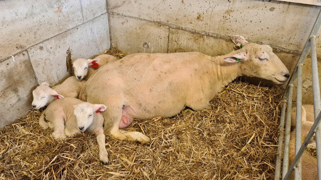 Søye med tre ganske nyfødde lam. Dei ligg i halm i ein binge. Foto.