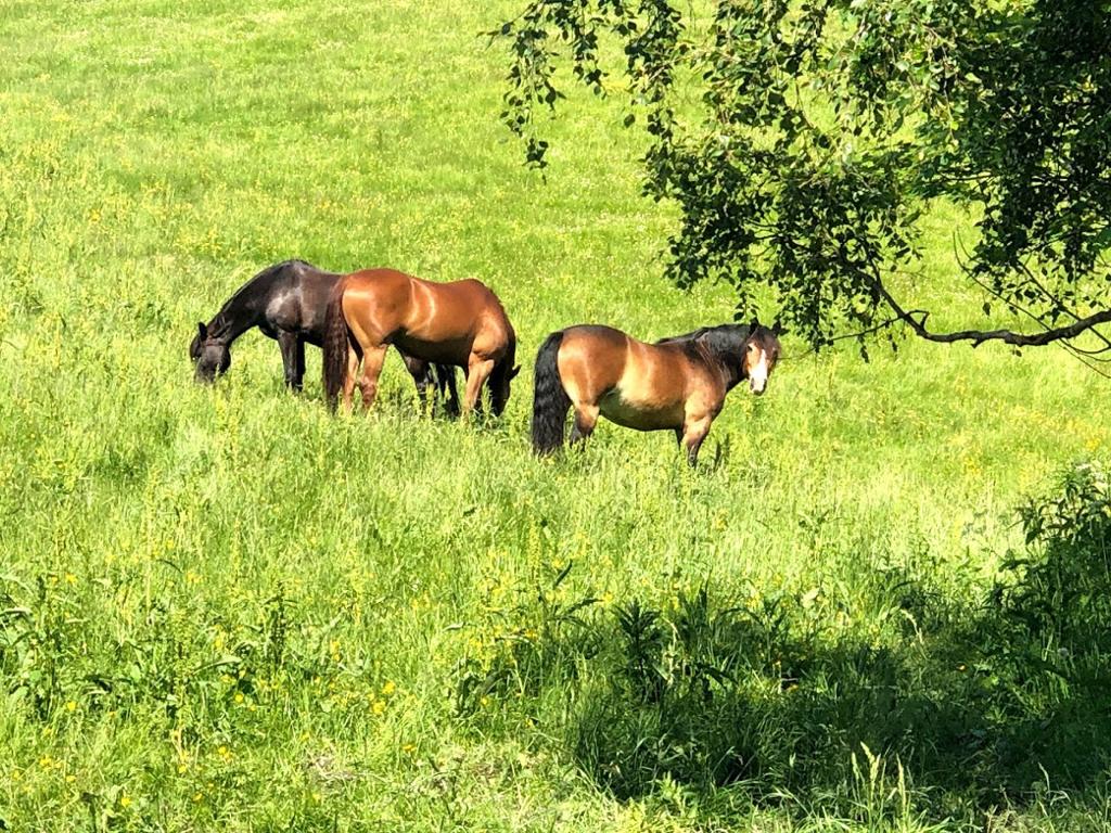 Tre hester som beiter i ei grønn eng. Foto.