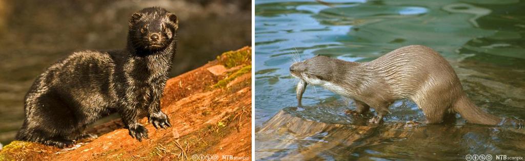 To bilder, en mink på land og en oter med en fisk i munnen på en stokk i vannet. Foto.