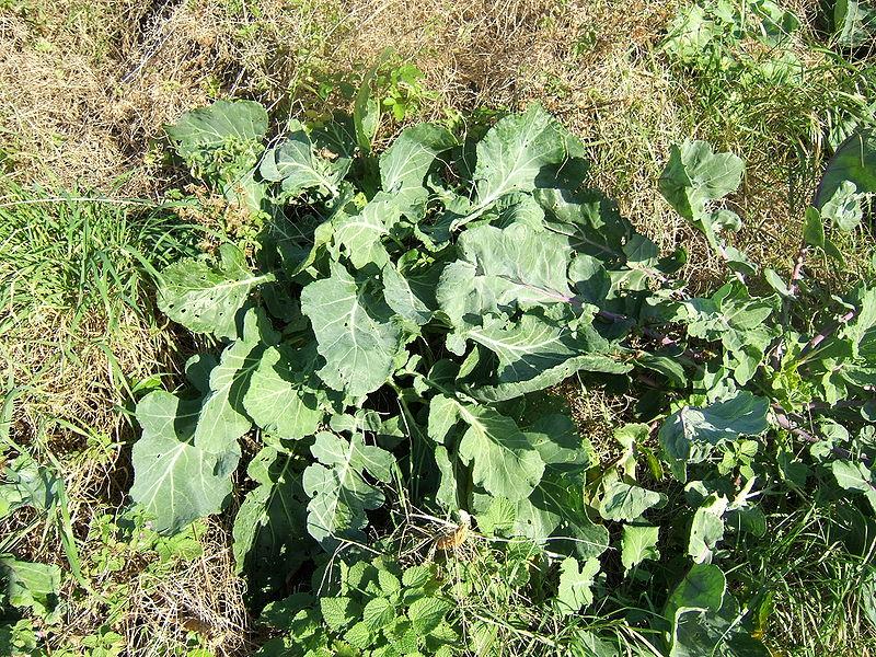 Vill kål. Foto