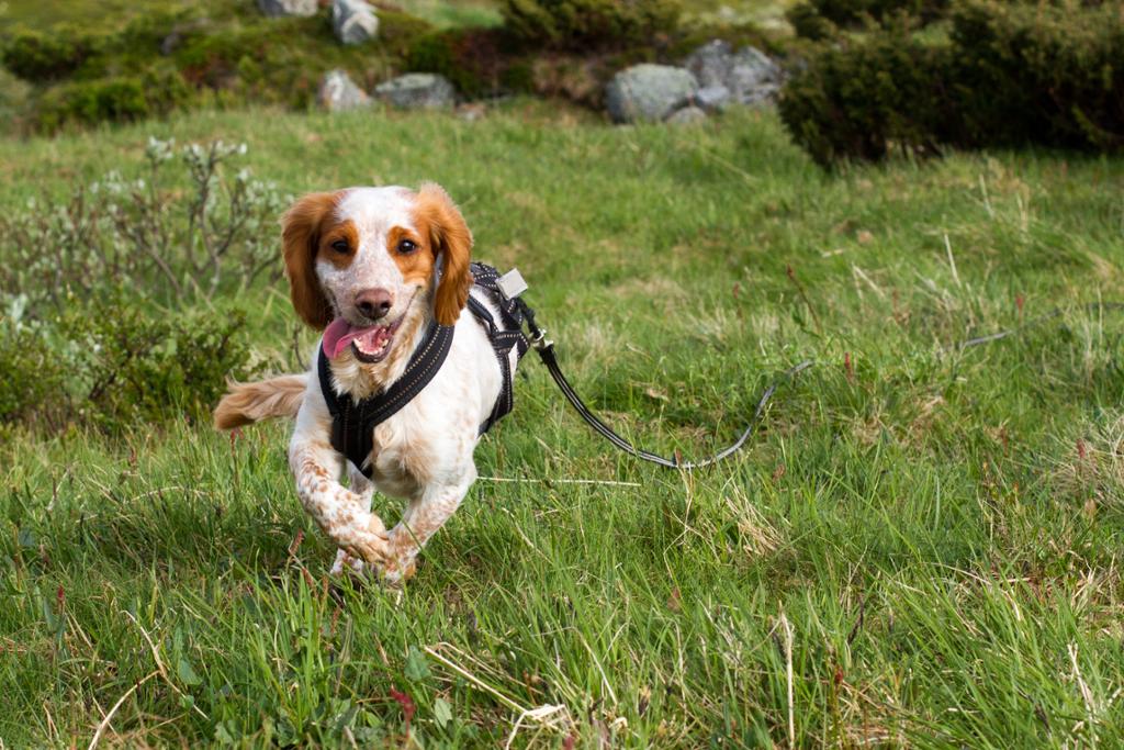 Hund i nomesele og med langline løper på fjellet. Foto.