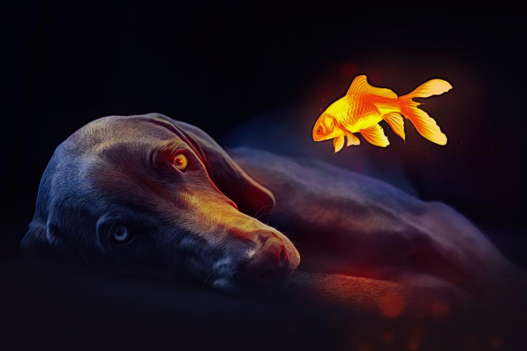 Photo art: A black dog is lying on its side. It is looking at a luminous goldfish floating in the air. 