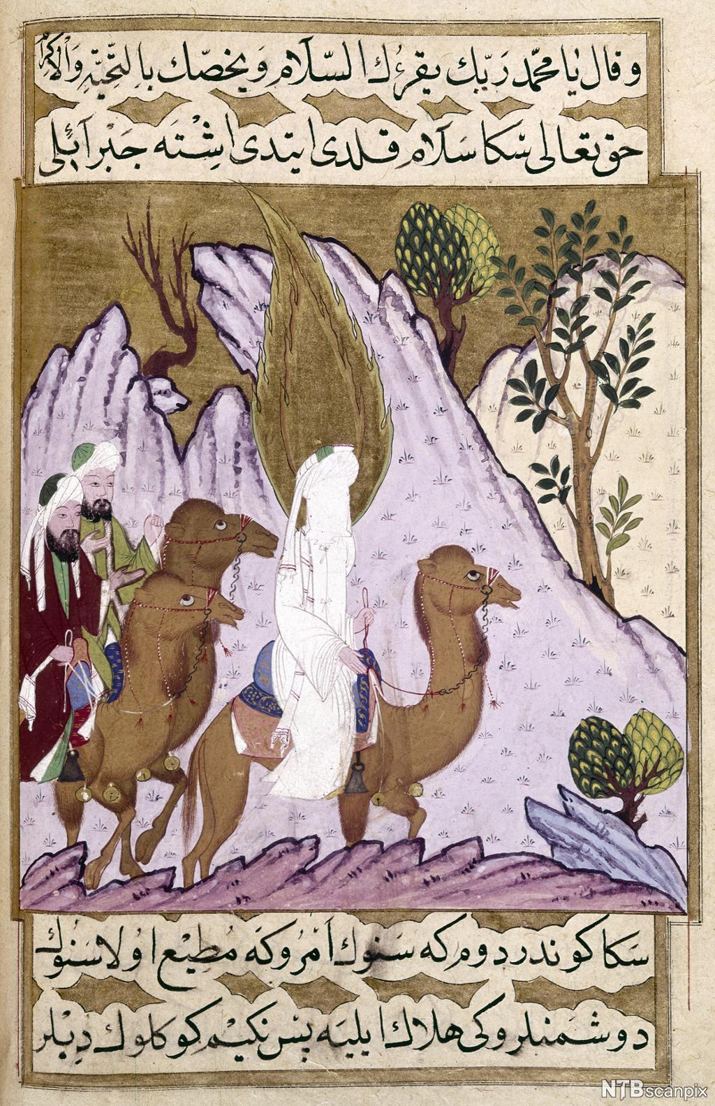 Illustrasjon i manuskript med arabisk skrift. Tre menn rir på kameler. Den som rir først, er dekket av et slør og har en flamme over hodet. Maleri.